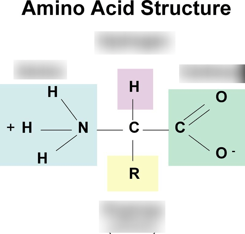Protein Diagram | Quizlet