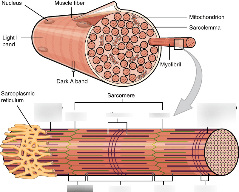 11 - Functions of Muscular System Diagram | Quizlet
