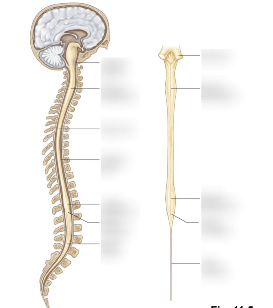Spinal Cord diagram - Fig 11.5 Diagram | Quizlet