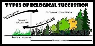 Ecological Succession Diagram