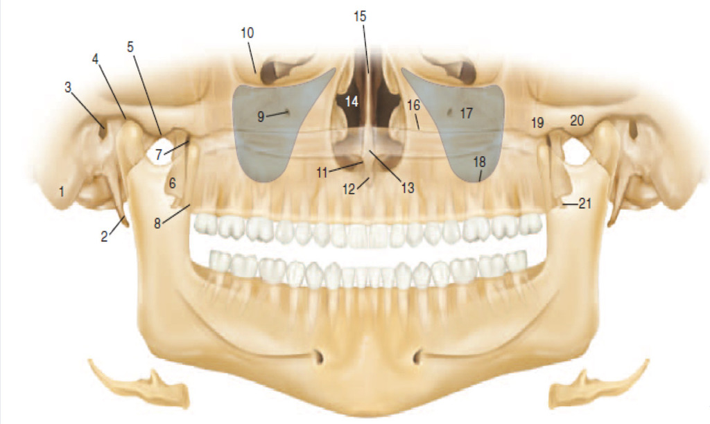 Chapter 29 Panoramic Images Bony Landmarks of Maxilla and surrounding structures Diagram Quizlet