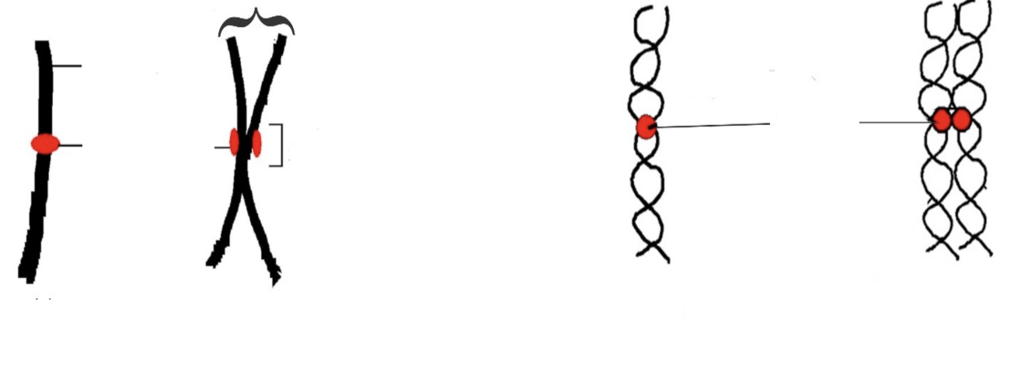 Structure of Eukaryotic Chromosomes Diagram | Quizlet