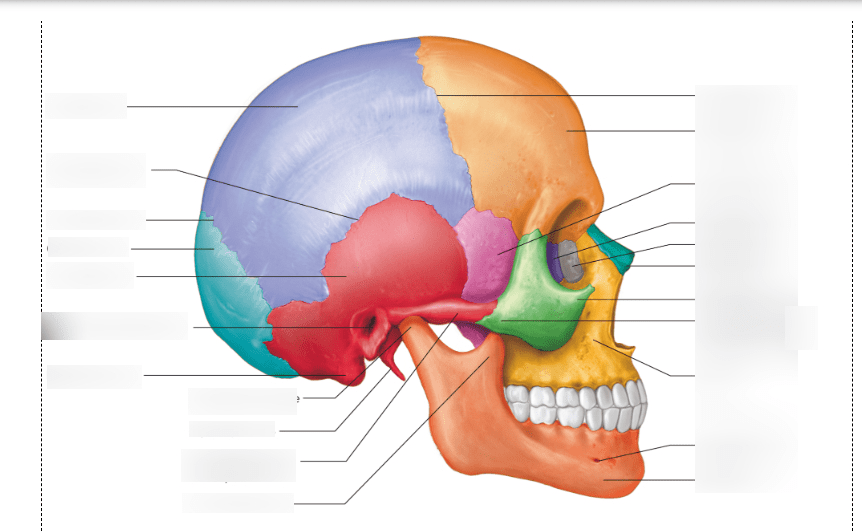 Skull- Sutures/Side view Diagram | Quizlet