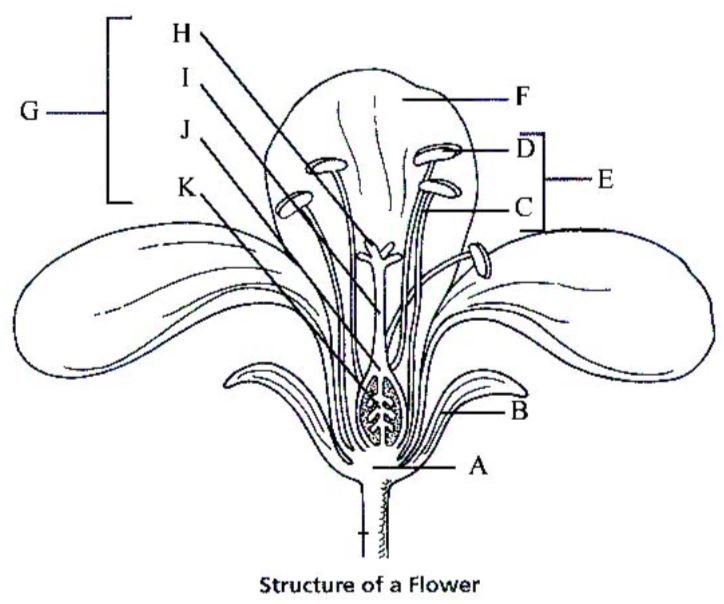Flower Diagram Diagram | Quizlet