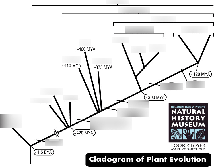 Vascular Plant Cladogram