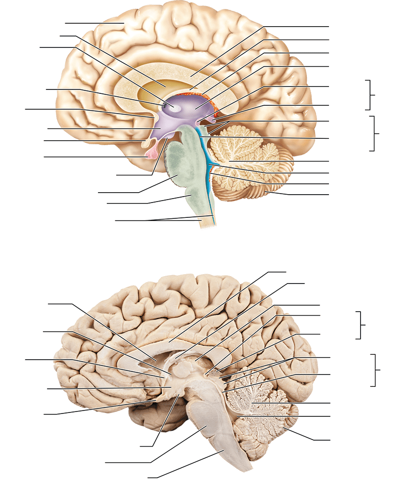 Diencephalon and Brain Stem Structures as Seen in a Medial Section of