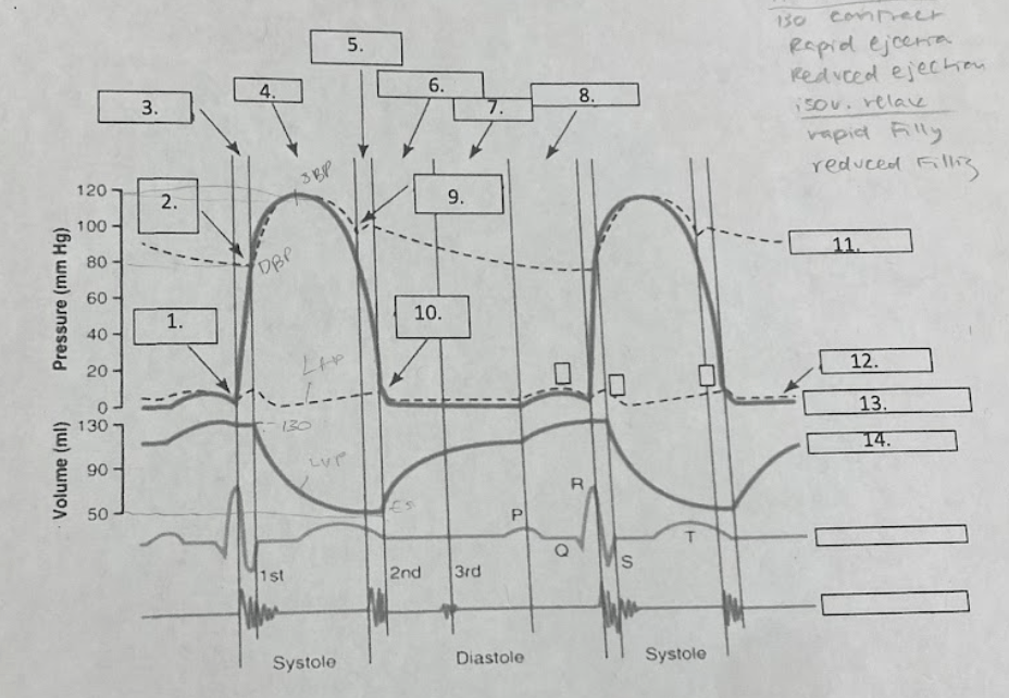 wiggers diagram from quest Diagram | Quizlet