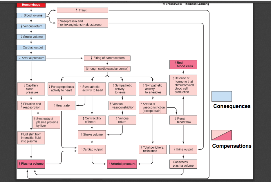 BLOOD PRESSURE Diagram Quizlet