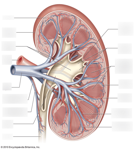Diagram of MORE DETAILED KIDNEY STRUCTURE | Quizlet