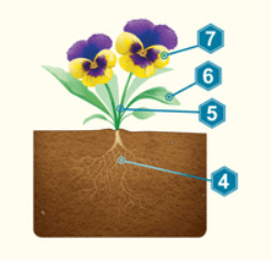 Abeka 3rd Grade Science Quiz 3 Diagram | Quizlet