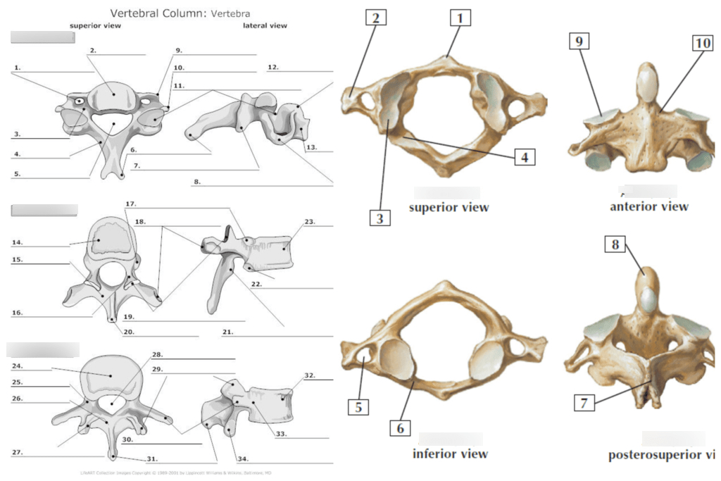 Vertebrae Diagram | Quizlet