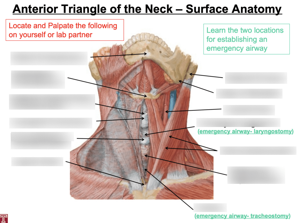 Anterior Triangle of the Neck Surface Anatomy Diagram Quizlet