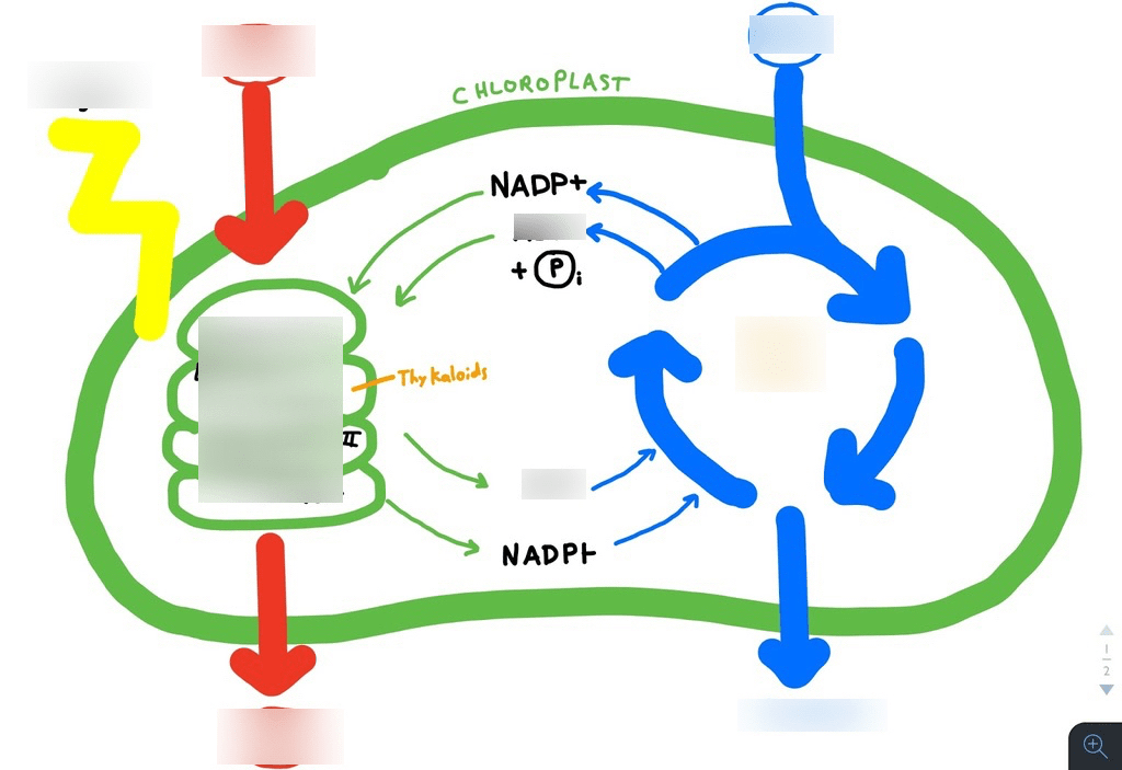 Topic 4: (Photosynthesis) Diagram | Quizlet