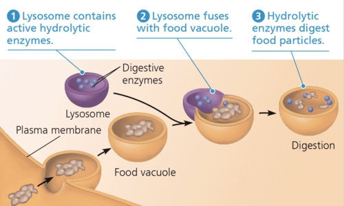 Biology 1 (Biology 1610) Ch.6 "A Tour Of The Cell." Flashcards | Quizlet
