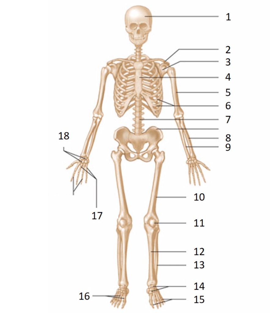 Skeleton Diagram Diagram | Quizlet