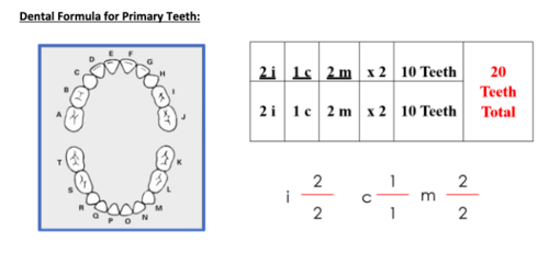 HANDOUT #5: deciduous teeth Flashcards | Quizlet