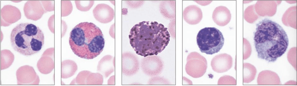 BIO 162 Lab 9 Diagram | Quizlet