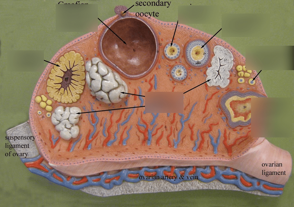 Reproductive System Diagram | Quizlet