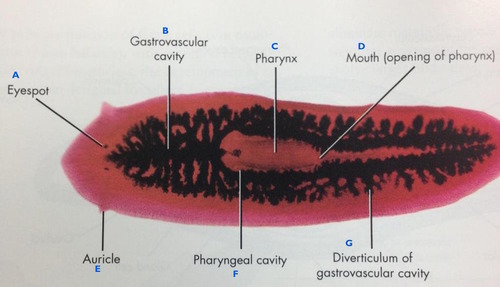 Slide Planaria Labeled