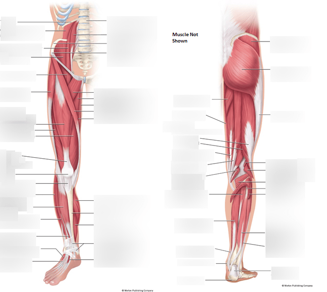 Muscles - Lower Limb (Diagram Only) Diagram | Quizlet