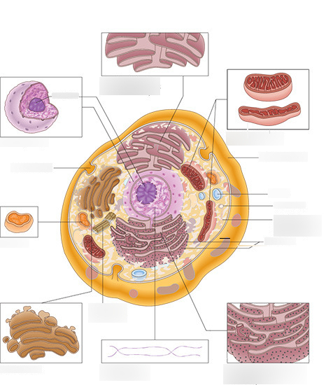 The Structure of a typical animal cell - labeling Diagram | Quizlet