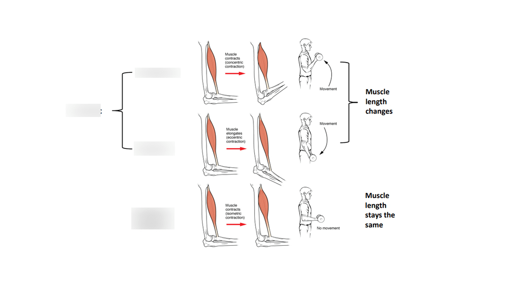 Concentric, eccentric and isometric Muscle groups Diagram Quizlet