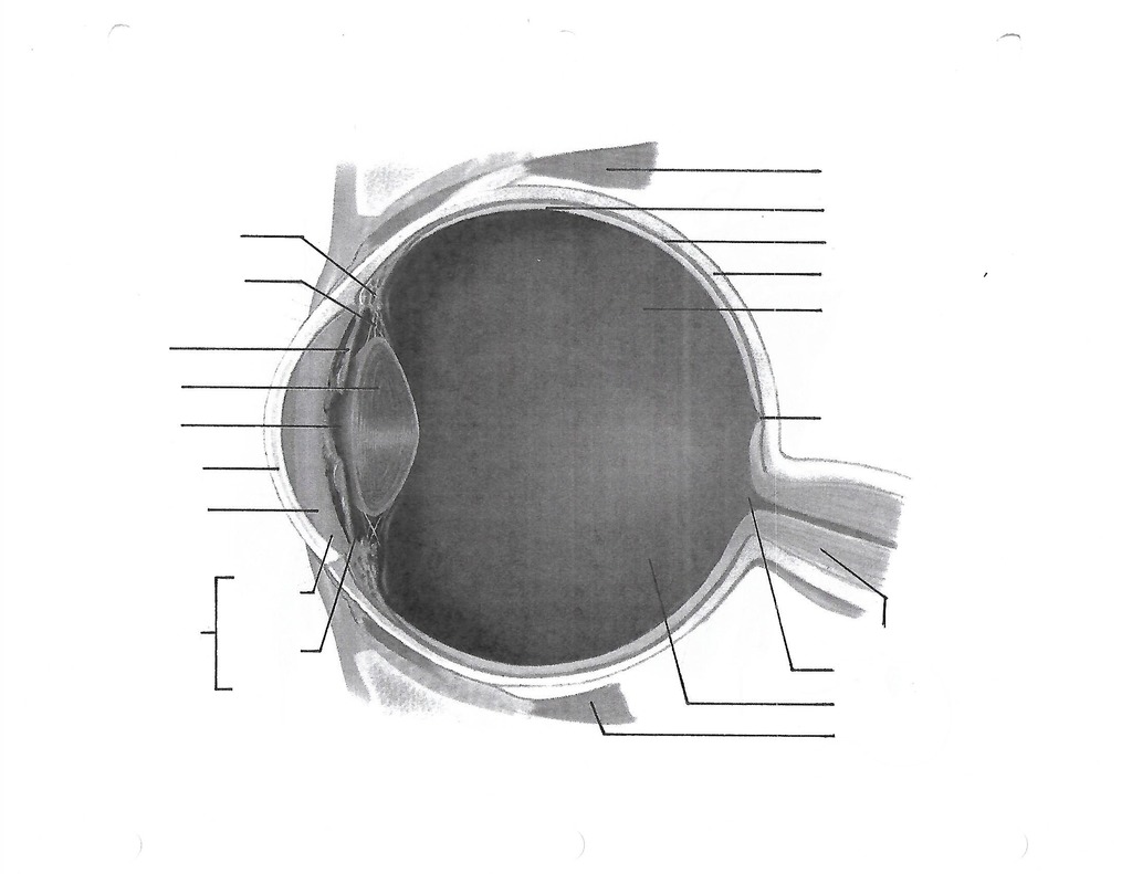 Eye Diagram 1 Diagram | Quizlet