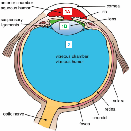 Chapter 16: Special Senses, Unit 4 Part 1 Flashcards | Quizlet