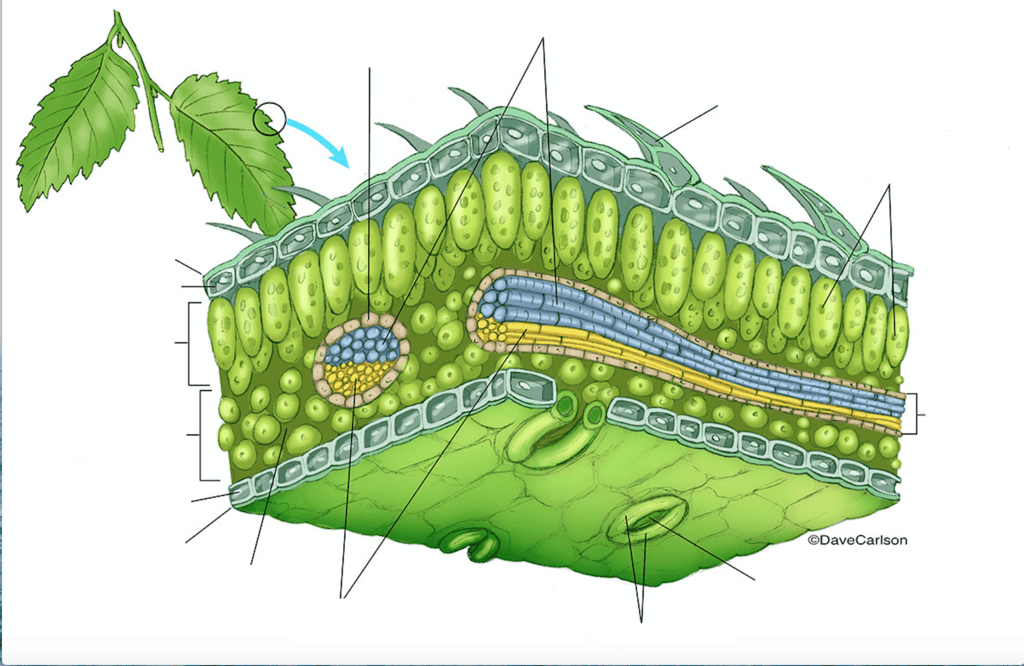 The Leaf Structure Pt. 1 Diagram | Quizlet