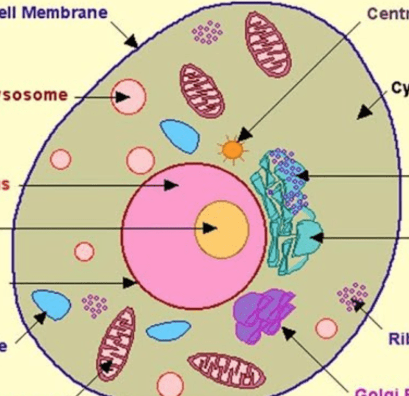 Parts of an Animal Cell Diagram Quizlet