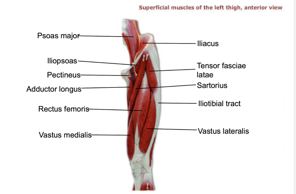 Superficial muscles of the left thigh, anterior view Diagram Quizlet
