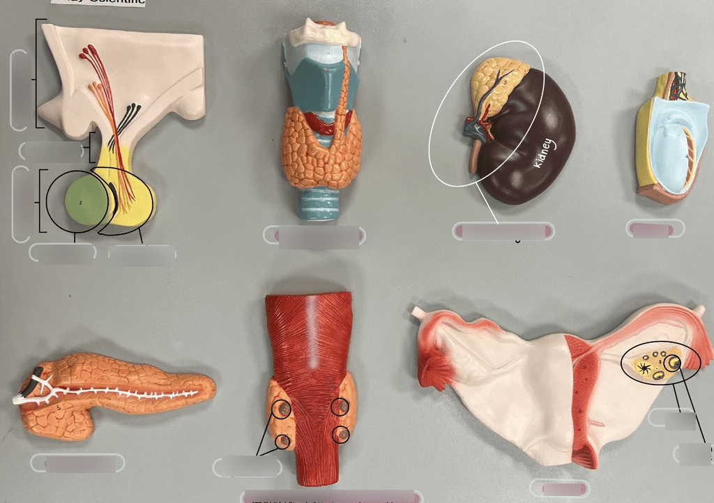 endocrine glands Diagram Quizlet