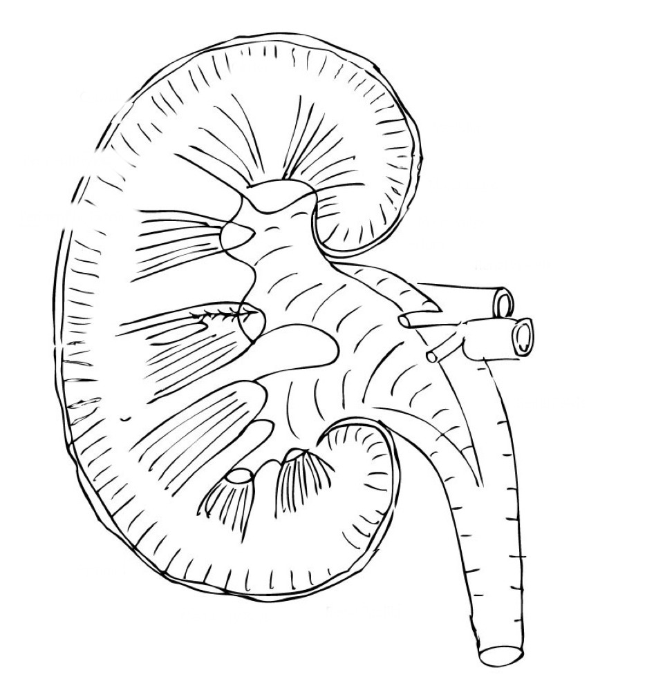 Cadaver Test 4- Kidney Diagram | Quizlet