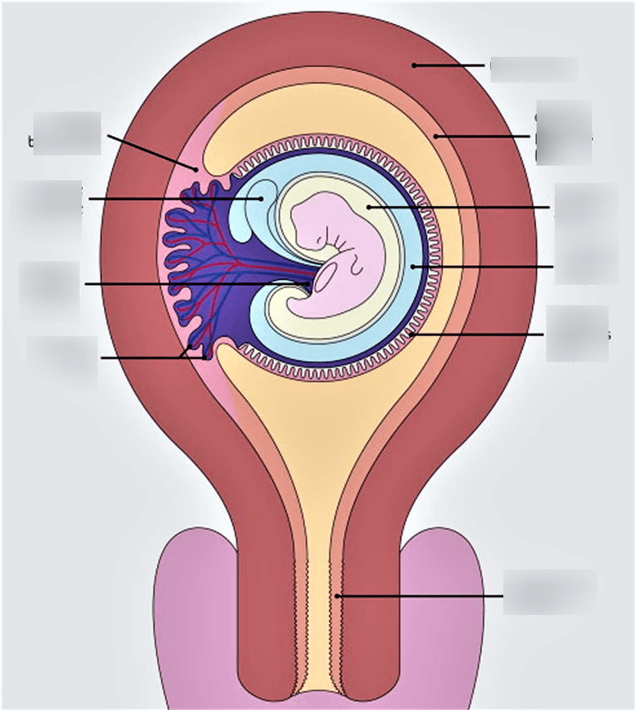 Women's Health EOR 3 Diagram Quizlet