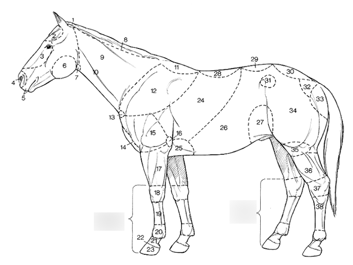Horse body parts diagram Diagram Quizlet