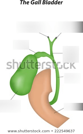 gallbladder Diagram | Quizlet
