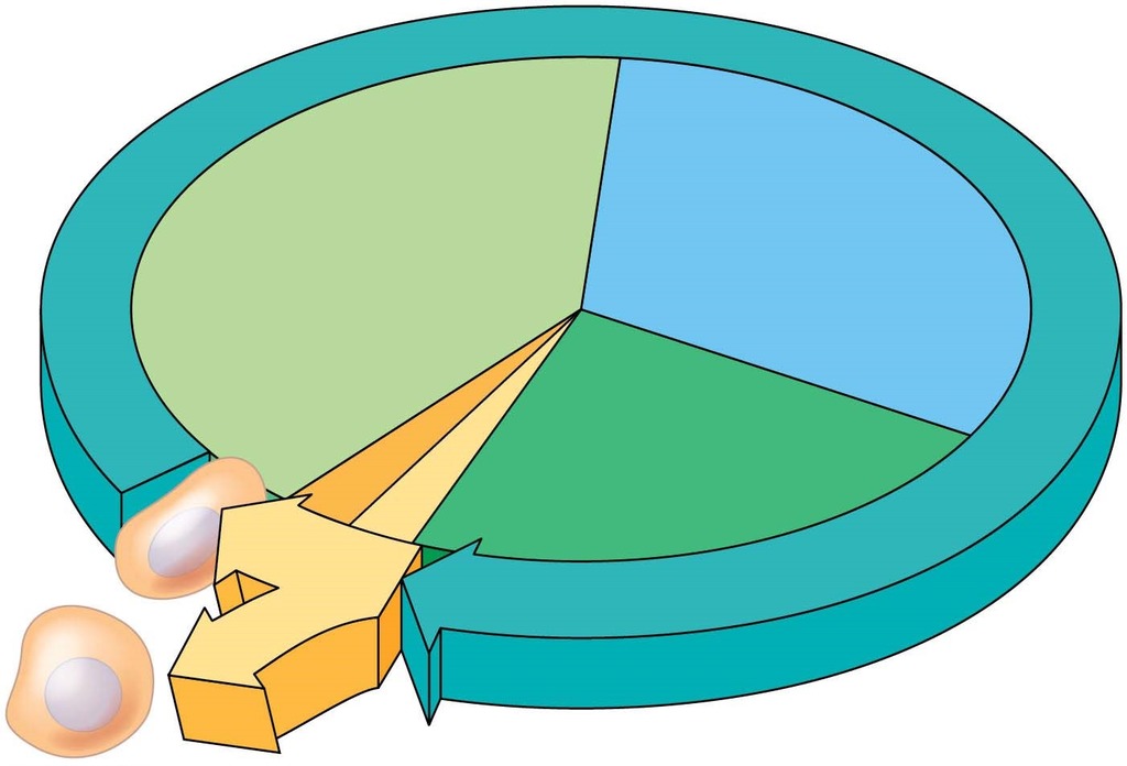 Phases Diagram | Quizlet