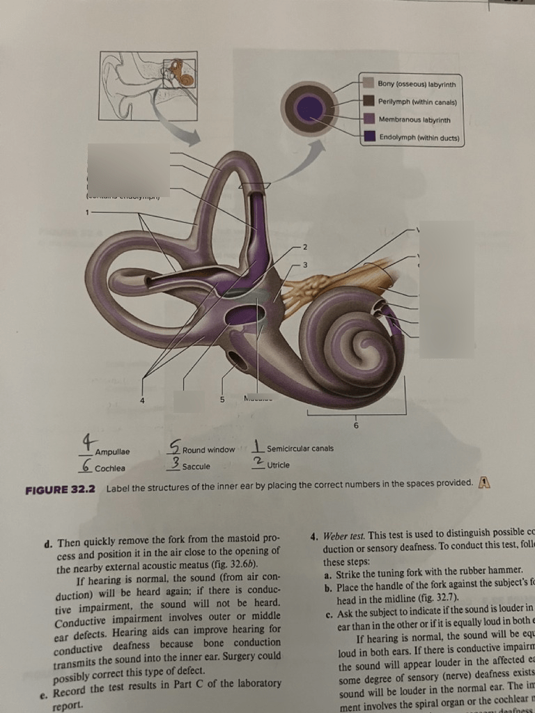 Structures of inner ear Diagram | Quizlet
