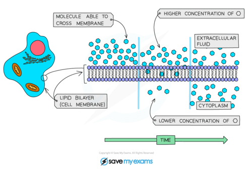 Biology - Diffusion, Osmosis, Active Transport Flashcards | Quizlet