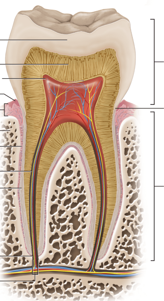 Structure of the tooth Diagram | Quizlet