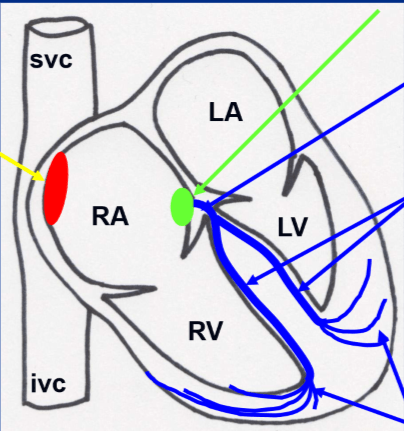 4.1 Electrical activity of the heart Flashcards | Quizlet