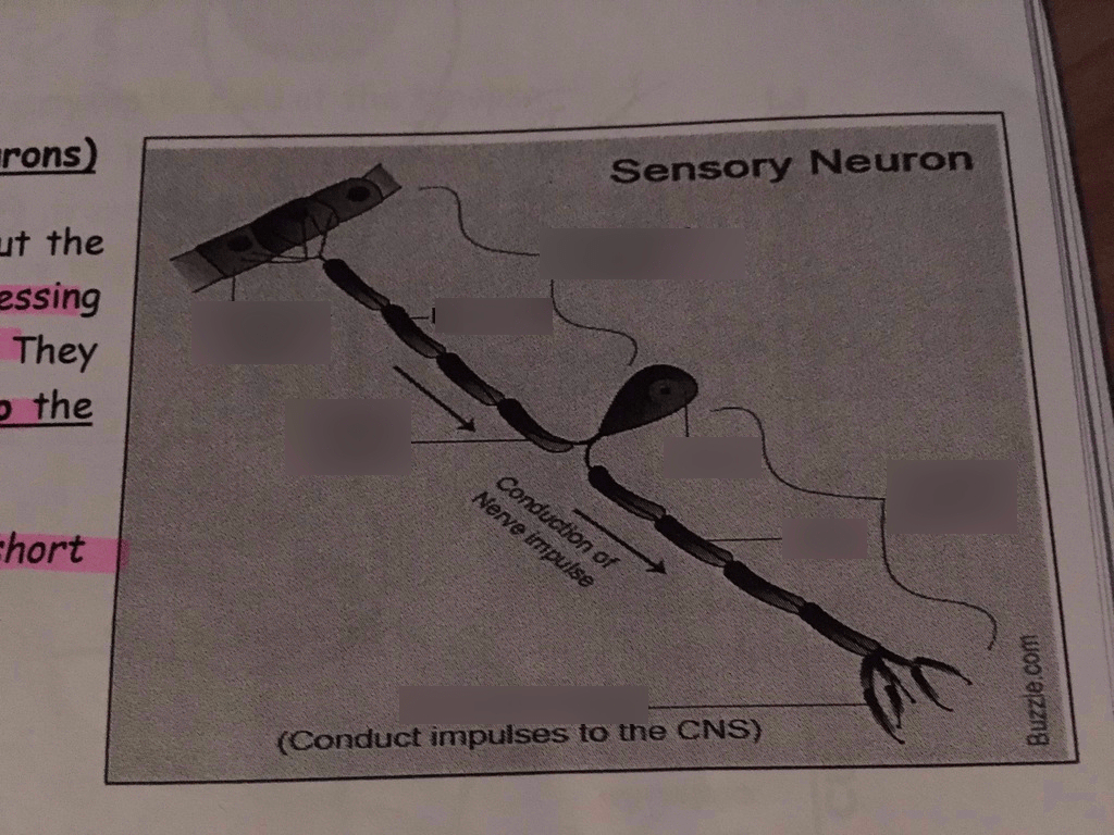 Diagram of Sensory Neuron | Quizlet
