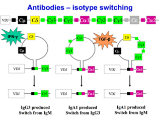 Humoral Immunity: B-Cell Activation, Affinity Maturation and Class