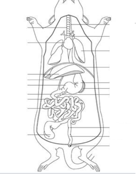 rat digestive system Diagram | Quizlet