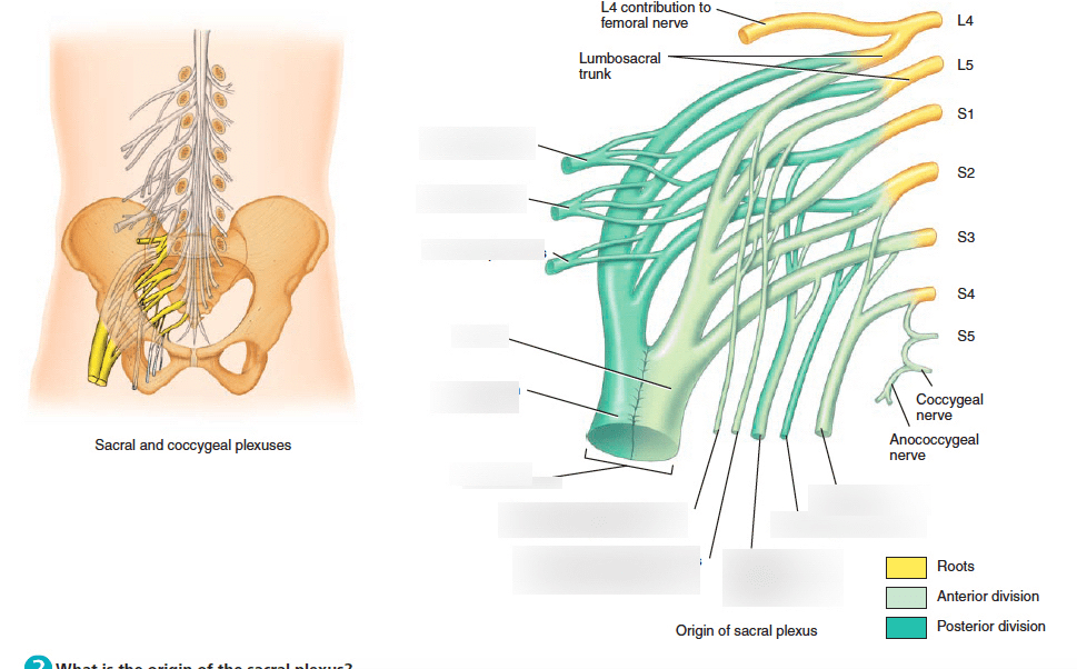 Diagram of Sacral Plexus diagram | Quizlet