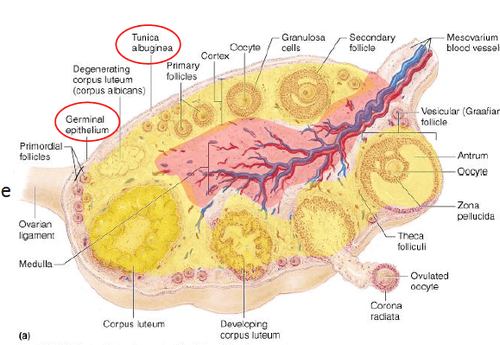 Histo Female Reproductive System flashcards Quizlet