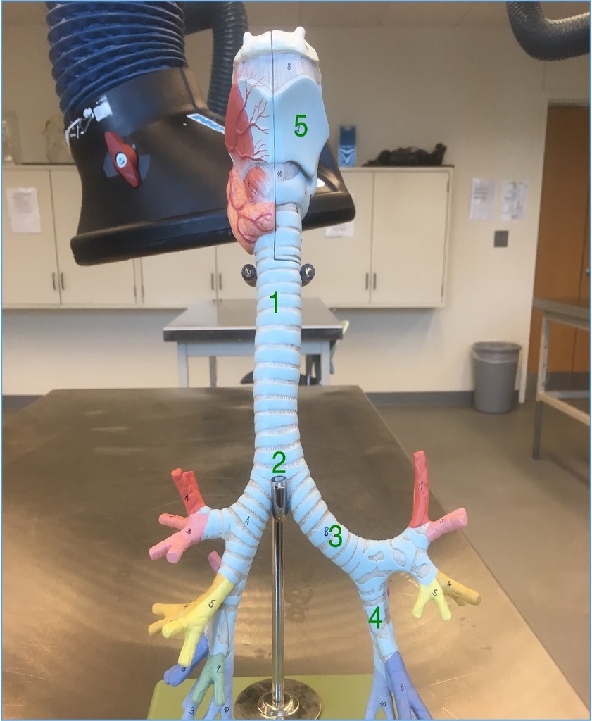 Trachea Diagram Quizlet
