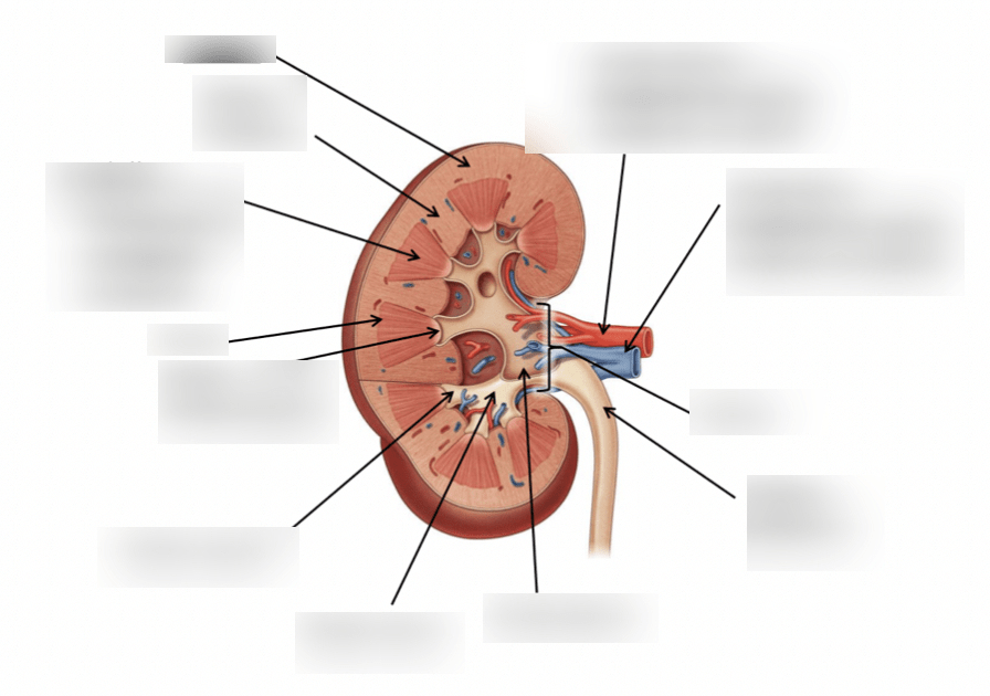 Renal structure Diagram | Quizlet