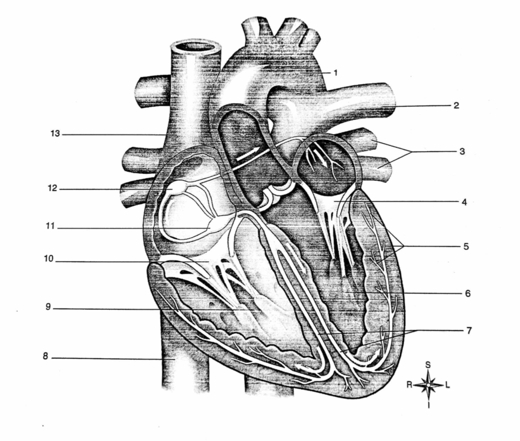 Conduction system of the heart Diagram Diagram | Quizlet
