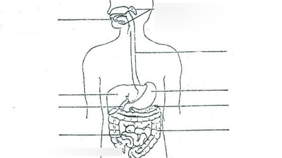 32 Human Digestive System Label Labels Design Ideas 2020